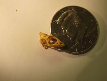 Media type: image;   Herpetology R-131521